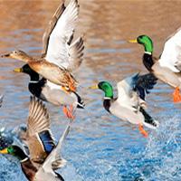 Eastern Mallards 