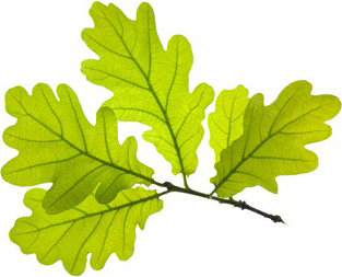 oak leaves