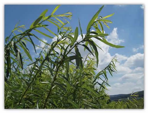 Willow bushes